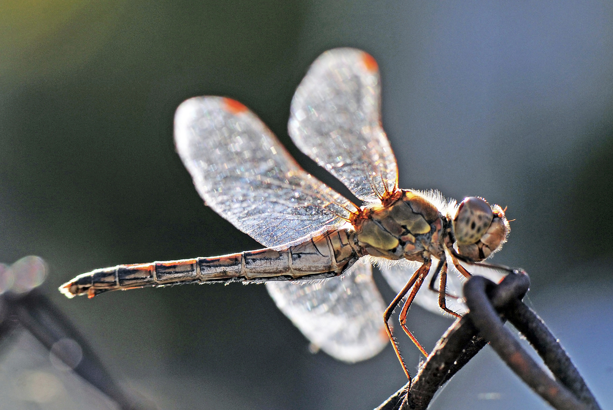 Gaál Zoltán Péter
