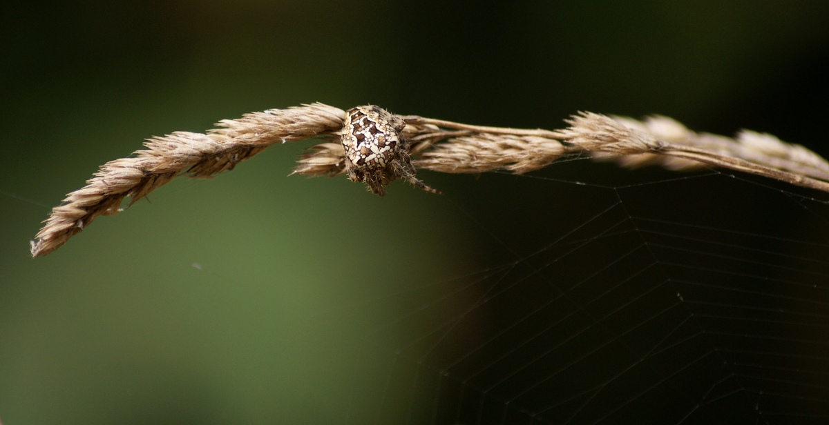 Laczkó-Magyar György