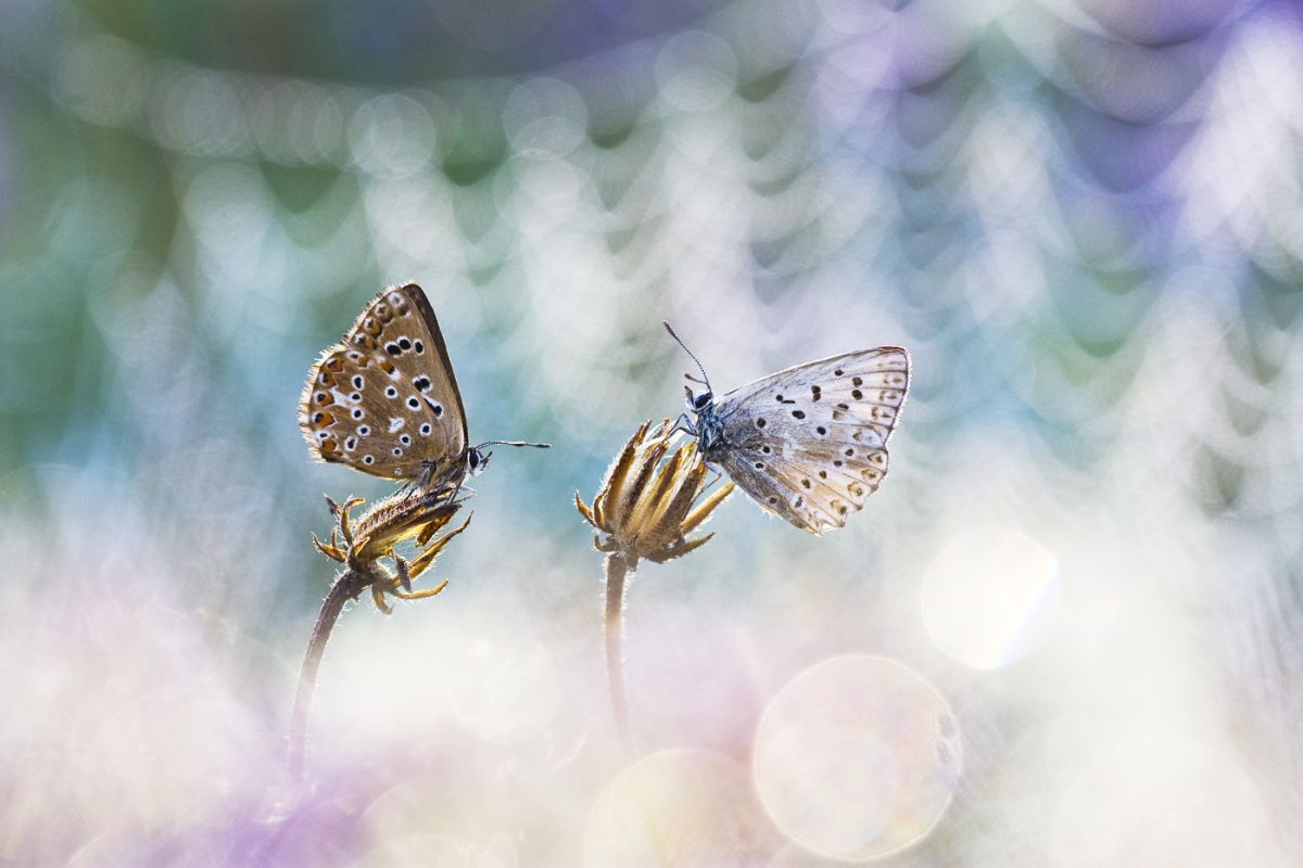 Sándor-Tóth Zsuzsanna