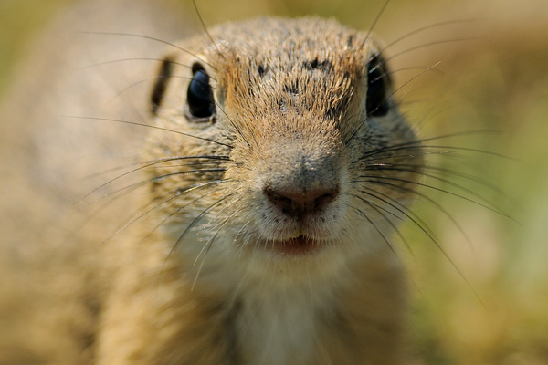 Nézzünk farkasszemet!
