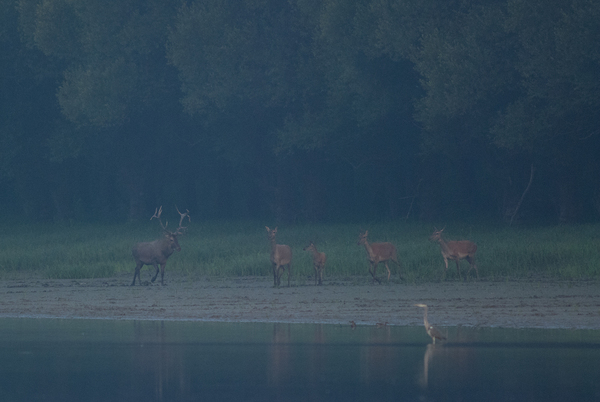 Reggel a holtág partján