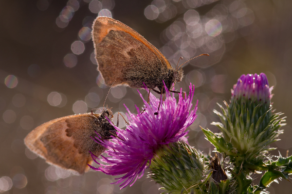 &quot;Reggeli a szabadban&quot;