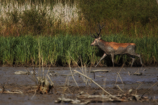 Kiszáradt  mederben