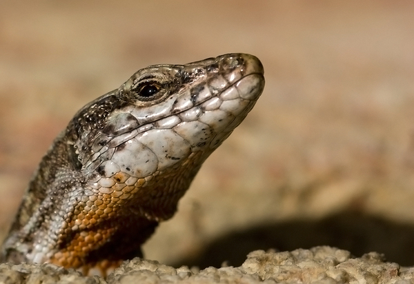 Podarcis muralis