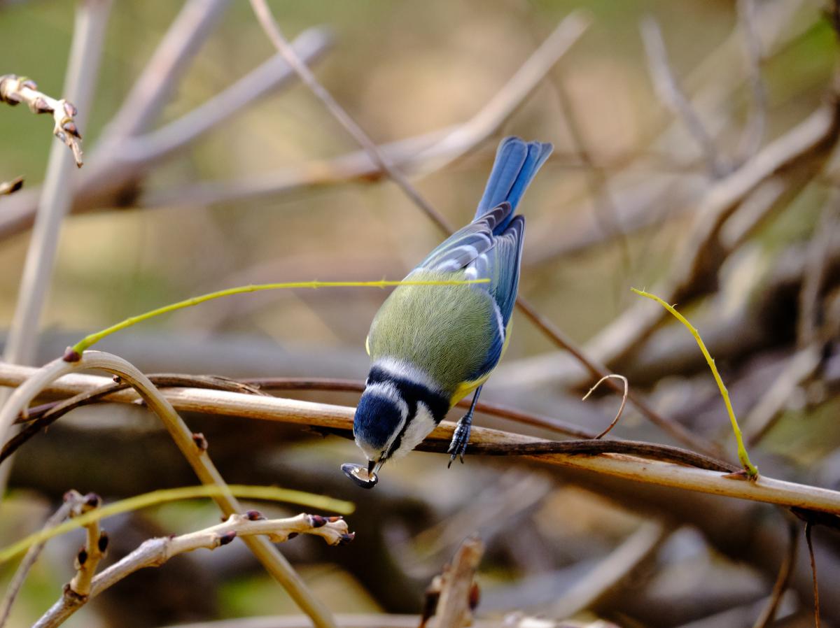 Bukovinszki Valéria