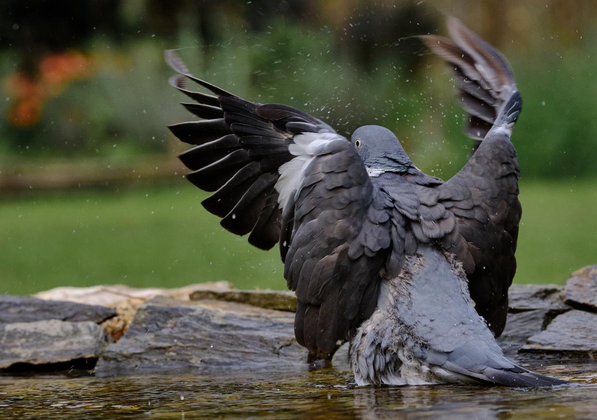 Bukovinszki Valéria 