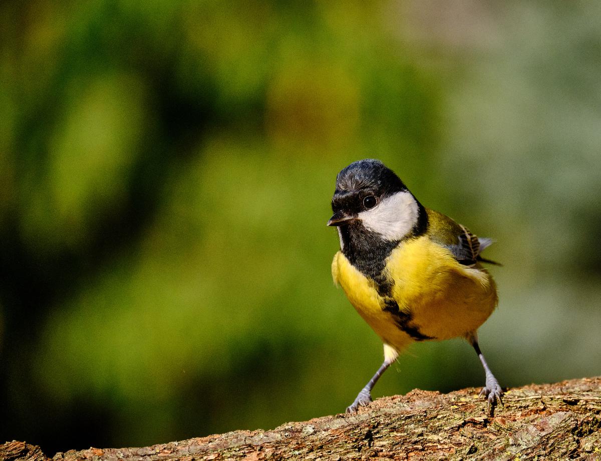 Bukovinszki Valéria