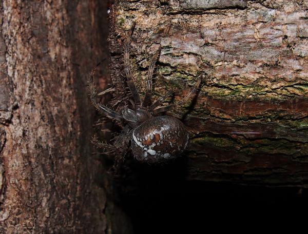 Éjszakai vadászat.