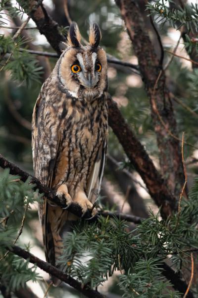 Erdei fülesbagoly a tiszafán