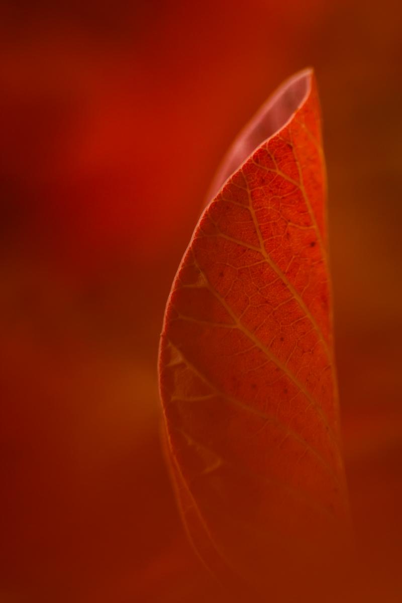 Gyenti-Kálvin Kinga