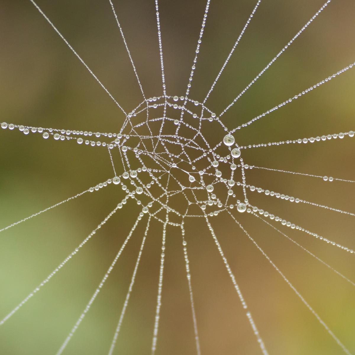 Gyenti-Kálvin Kinga