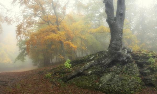 &quot;Foggal-körömmel&quot;