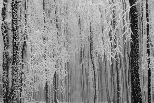 A jég birodalmában