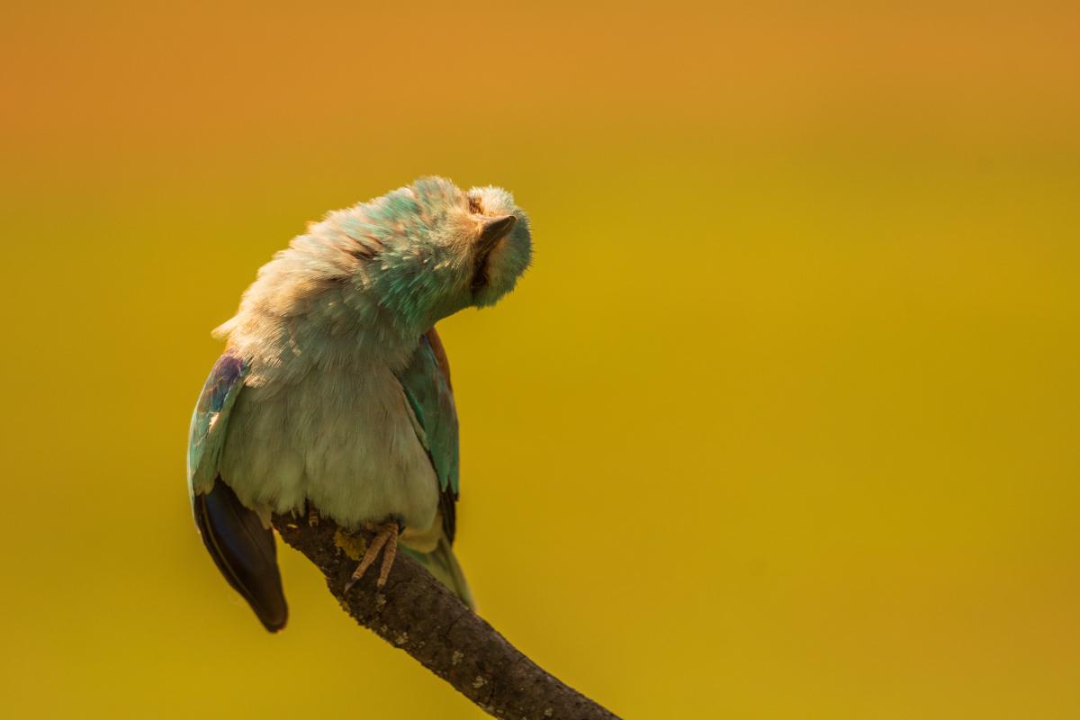 Gémné Kovács Anita