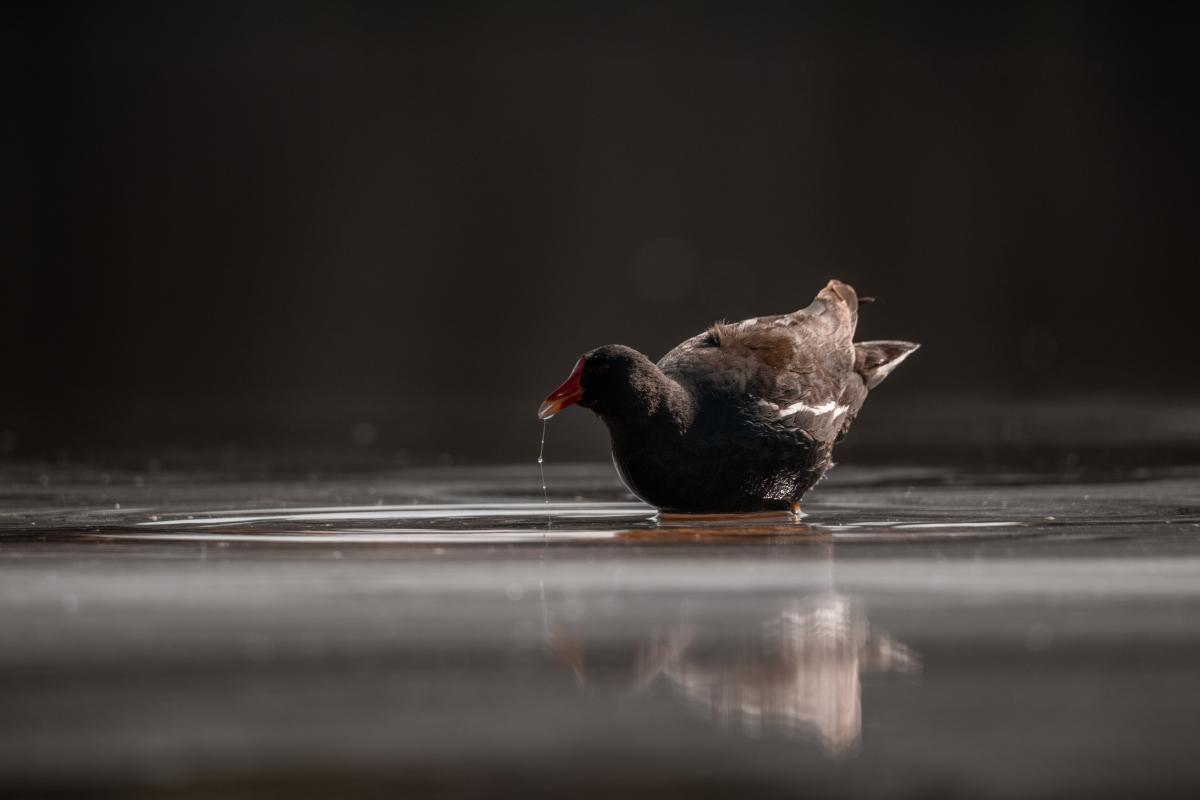 Gémné Kovács Anita