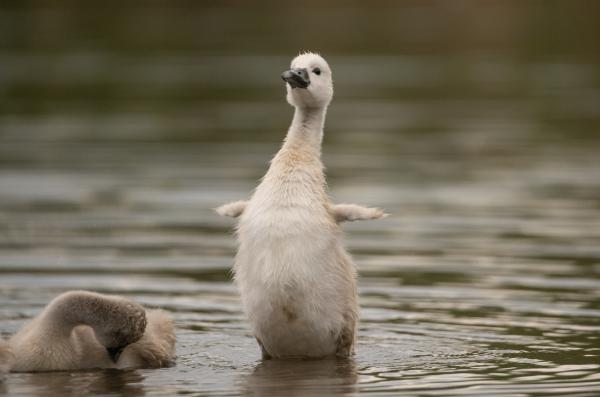 Még kicsi vagyok, de megnövök! 