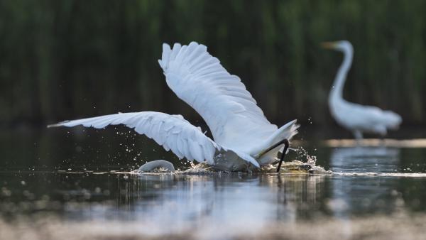 Reggeli fejetlenség