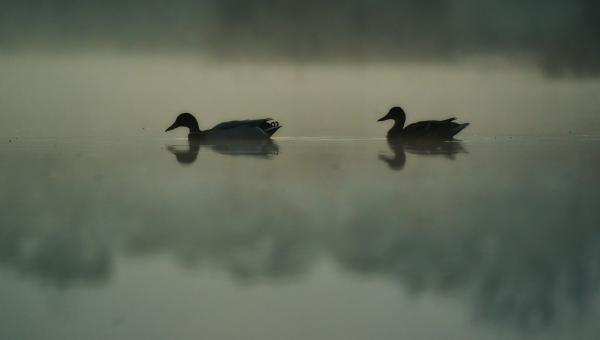 Egy ködös reggelen