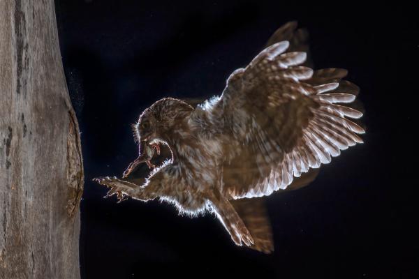 Házhoz szállítás