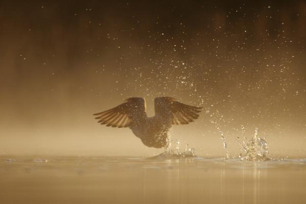 Szárnyak, vízcseppek