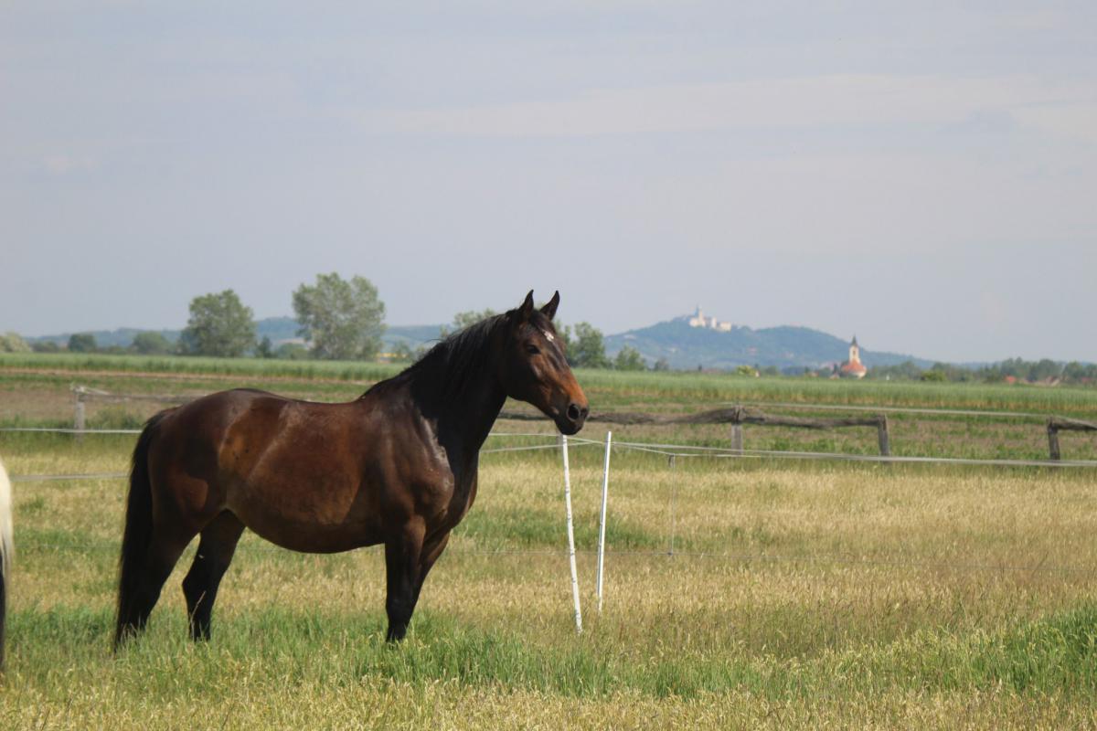 Schubkégel Krisztina