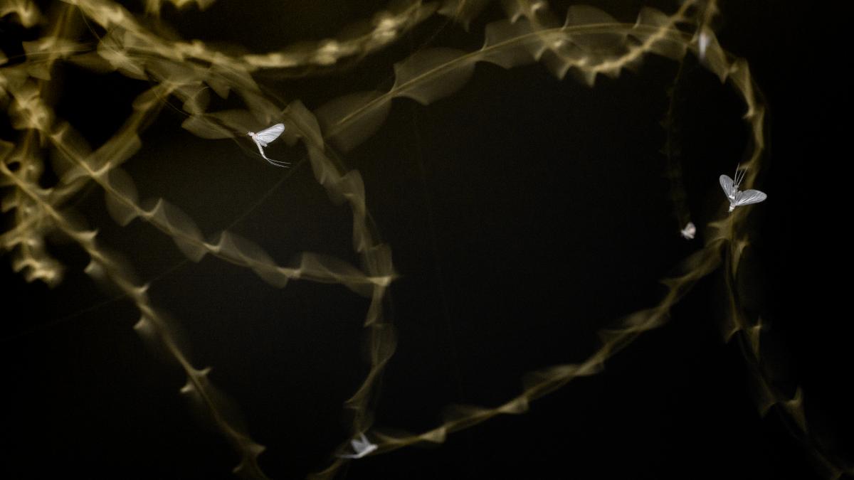 Koncz-Bisztricz Tamás