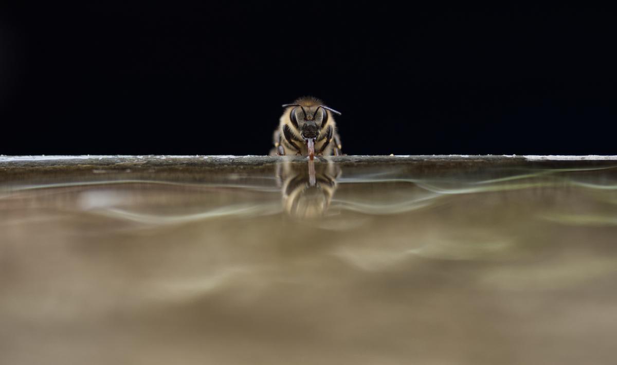 Poroszka Magyar Zsolt