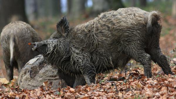 Egy kis kényeztetés