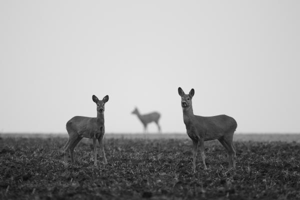 Természetes kompozíció
