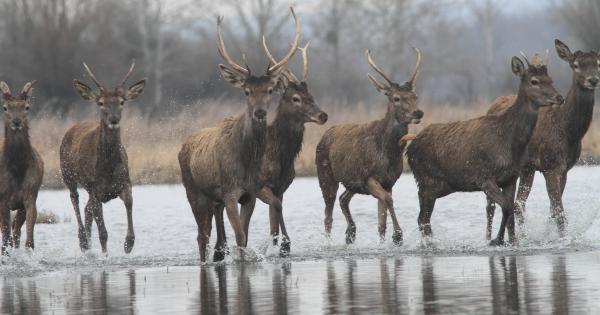 Wellness szarvasmódra