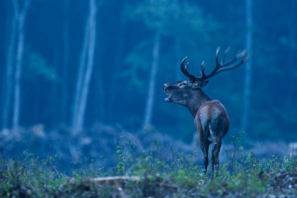 Szeptemberi kékóra