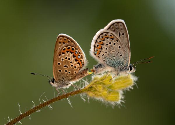 Párosan szép az élet
