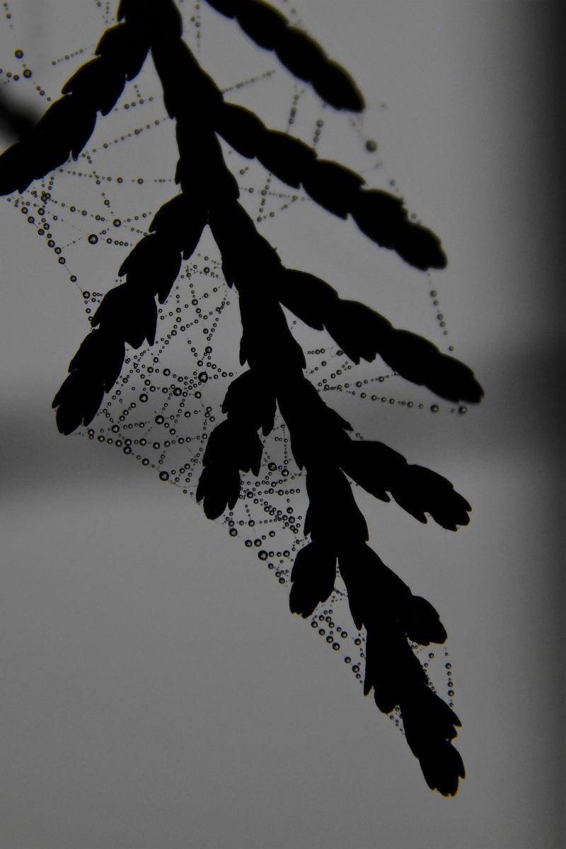 Seres Ádám Zoltán