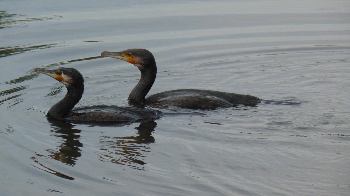 Kónya Máté Bertalan