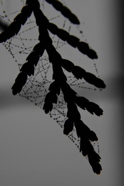 Ködharmat csillagkép