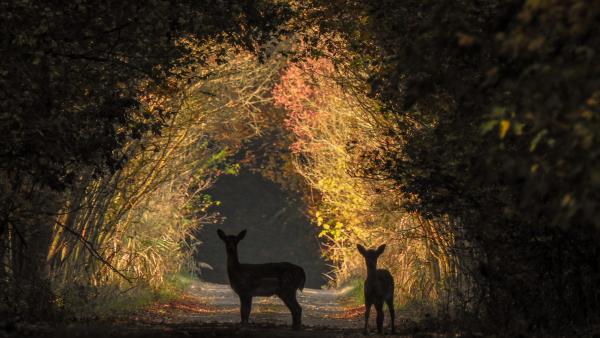 Az aranykapu őrzői