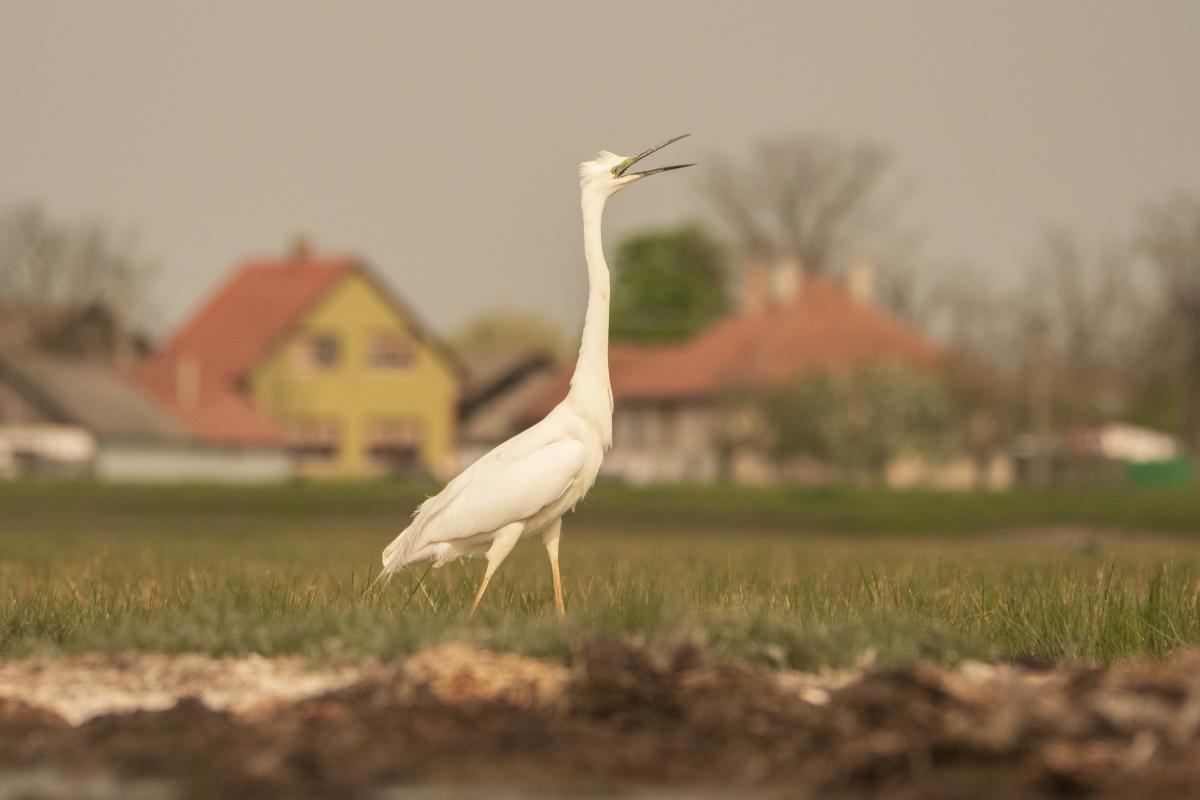 Gémné Kovács Anita