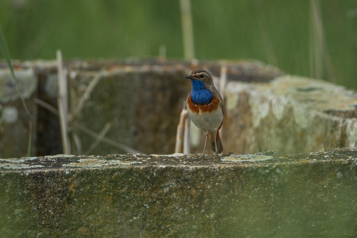 Gémné Kovács Anita