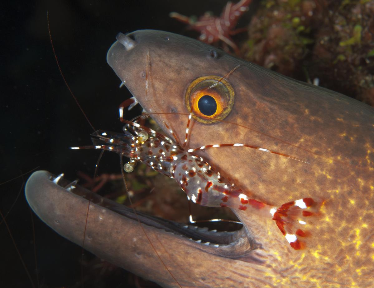 Násfayné Kőházi Mária