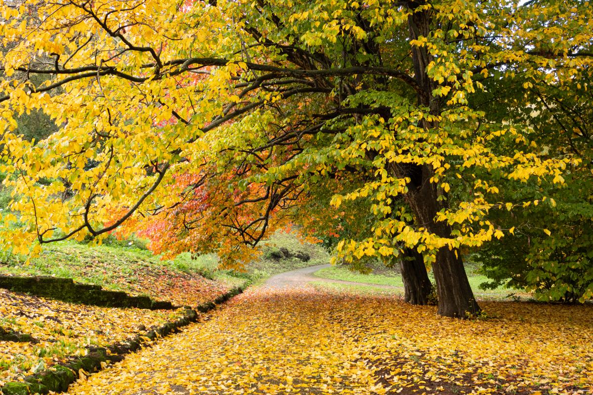 Bernáth Sándor dr. 