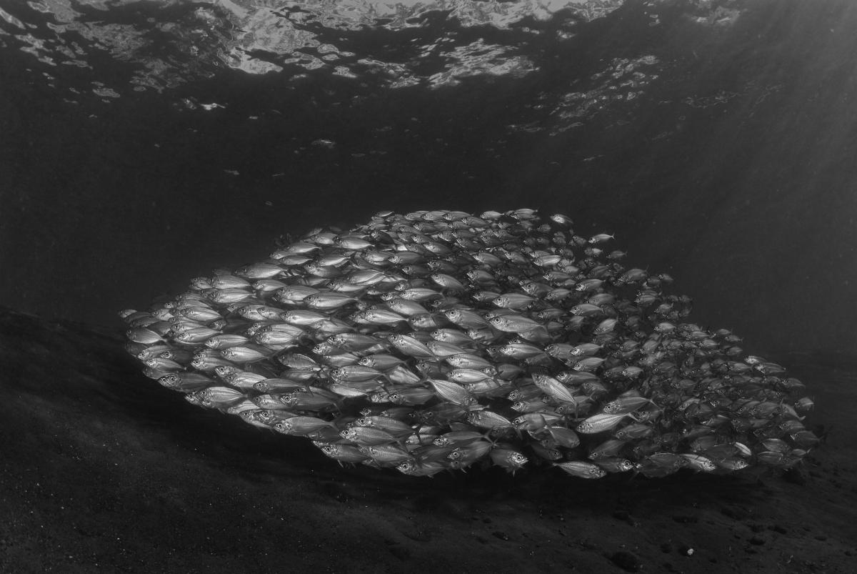 Násfayné Kőházi Mária