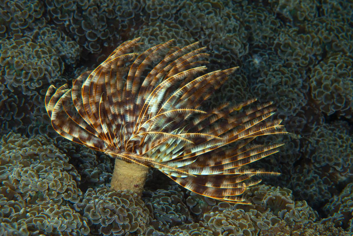 Násfayné Kőházi Mária