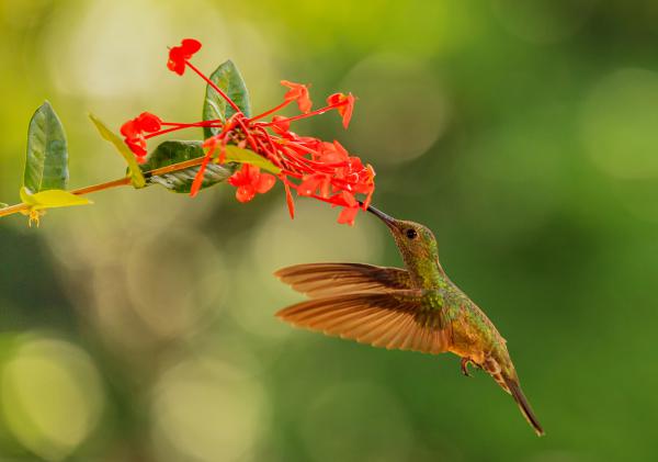 Kolibri és a méhecske