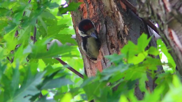 Fiókanevelés fakopáncséknál