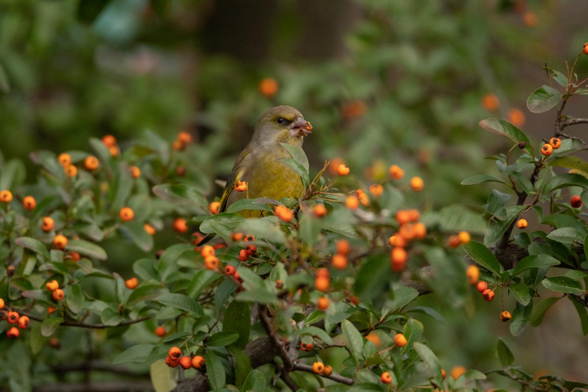Gémné Kovács Anita