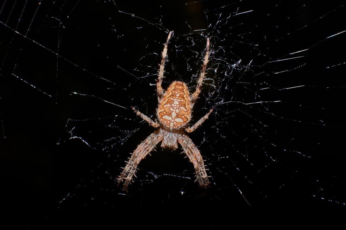 Bukovinszki Valéria 