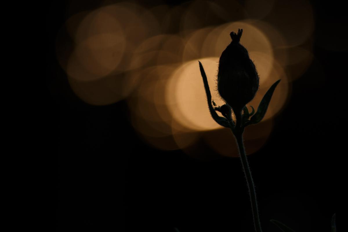 Gyenti-Kálvin Kinga