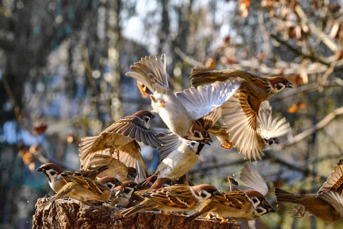 Bukovinszki Valéria