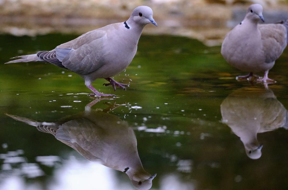 Bukovinszki Valéria