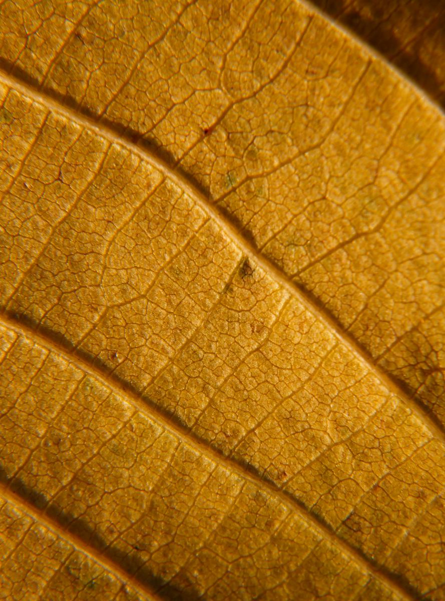 Gyenti-Kálvin Kinga